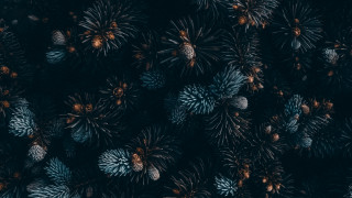 Pine cones microscopic art christmas - daniel lieske free wallpaper