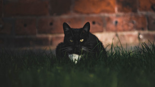 Black cat grass brick wall - a black cat free wallpaper