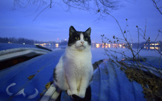 Black white cat blue boat - dusk free wallpaper