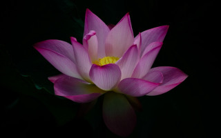 Pink flower yellow center water - simple form free wallpaper