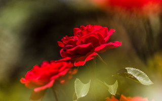 Red rose macro shallow depth - a red rose free wallpaper