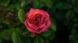 Red rose water droplets macro 67 - a red rose free wallpaper