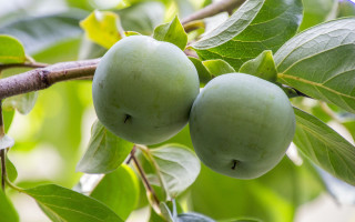 Green apples tree leaves blurry - a few green leaf free wallpaper for desktop