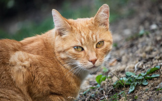 Cat sad orange blurry focus - something free wallpaper for desktop