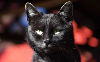 Black cat green eyes vanitas 2 - a red chair free wallpaper