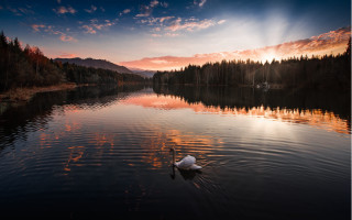 Swan lake sunset magic realism - evening free wallpaper for desktop