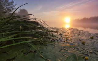 River sunset plants leaves mountain - a few plant free wallpaper