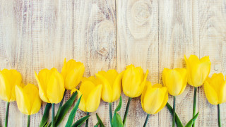 Yellow flower field daisy honey - dirck van der lisse free wallpaper
