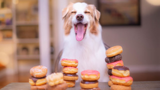 Dog doughnuts happy furry food - professional free wallpaper