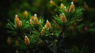 Pine cones closeup bokeh nature - branch and a blurry background free wallpaper for desktop
