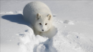 White animal snowfield furry puzzle - furry art free wallpaper