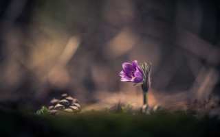 Purple flower woods macro art - arie smit free wallpaper