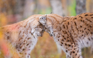 Wild cats woodland rubbing blurry - carle hessay free wallpaper