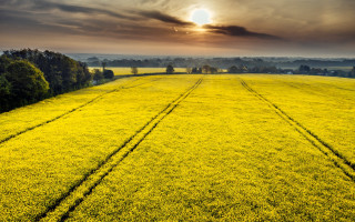 Yellow flowers cloudy sky tracks - yellow flower free wallpaper for desktop