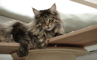 Serious cat on wooden table - a wooden table top free wallpaper