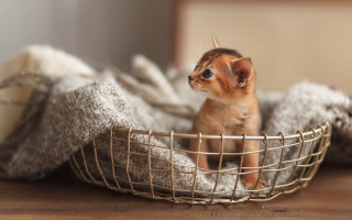 Kitten basket adorable blurry background - assemblage free wallpaper