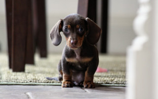 Small dog on rug outdoor - a rug in a room free wallpaper