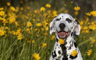 Dalmatian yellow flower field cheerful - a dalmatian dog free wallpaper