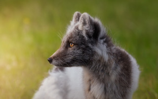 Furry wolf closeup grass blurry - a blurry background of grass and grass free wallpaper