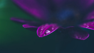 Purple flower water droplets green 3 - a green center free wallpaper