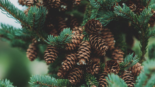 Pine cones closeup nature blurry - a close up of a pine tree free wallpaper