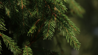 Pine needle branch blurry background 2 - a close up of a pine tree branch free wallpaper