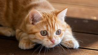 Cat wooden floor wideeyes photorealistic - big eye free wallpaper