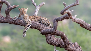 Leopard tree branch wildlife photography - wild free wallpaper for desktop