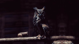 Owl branch dark room wooden - an owl free wallpaper