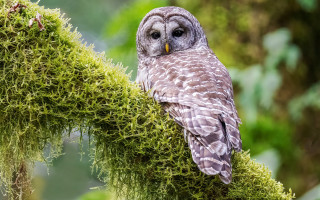 Owl perched mossy branch sad - a owl free wallpaper