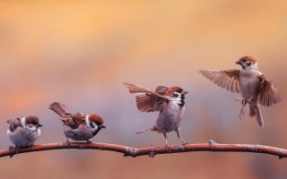 Birds wings spread branch blurred - wing free wallpaper