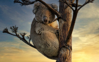Koala tree sunset beach ocean - a koala bear free wallpaper