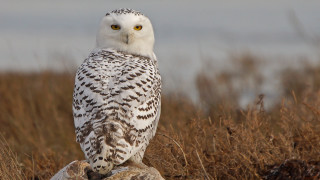 White owl rock field tall - a white owl free wallpaper