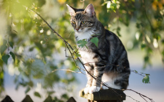 Cat fence green collar tree - a green collar free wallpaper