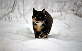 Cat snowy woods blurry winter - a blurry photo free wallpaper