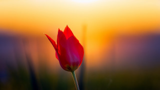 Red flower yellow sky macro - rich color free wallpaper