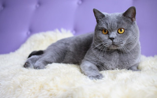 Gray cat fluffy blanket purple - cat free wallpaper