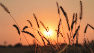 Field tallgrass sunset skyline forest - tall grass free wallpaper for desktop