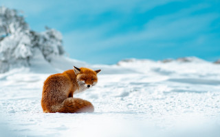 Red fox snow mountain beach - a red fox free wallpaper