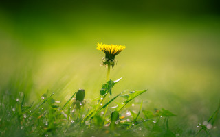 Dandelion dew grass macro nature - dew free wallpaper