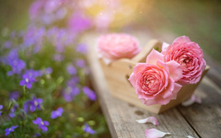 Wooden bench pink purple flowers - a wooden bench free wallpaper