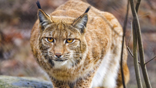 Lynx rock woods blurry background - a lynx free wallpaper