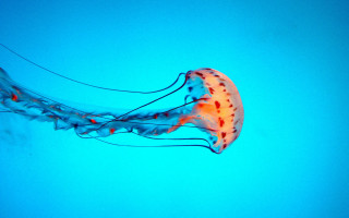 Jellyfish red spot blue ocean - arie smit free wallpaper