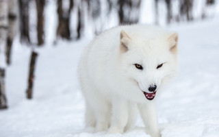 White wolf snowy woods furry - a white wolf free wallpaper