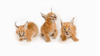 Three kittens white background blue - incoherent free wallpaper