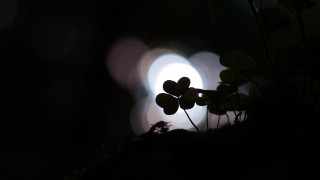 Heartleaf dark light macro bokeh - a plant free wallpaper