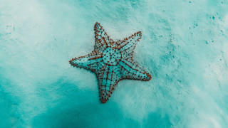 Starfish ice water blue brown - the ice free wallpaper