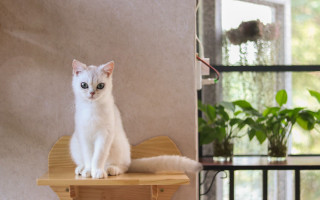 White cat shelf window plant - ascii art free wallpaper