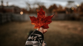 Person leaf field autumn blurry - a field free wallpaper