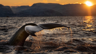 Whale sunset mountains boat backlit - a whale tail flup free wallpaper